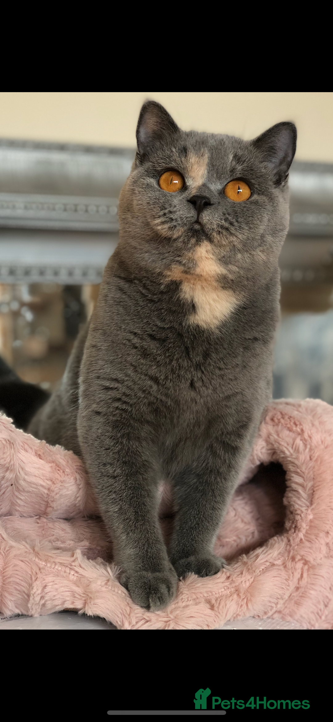 British Shorthair cats for sale: Beautiful BSH lilac Tortie girl for sale - Advert 15