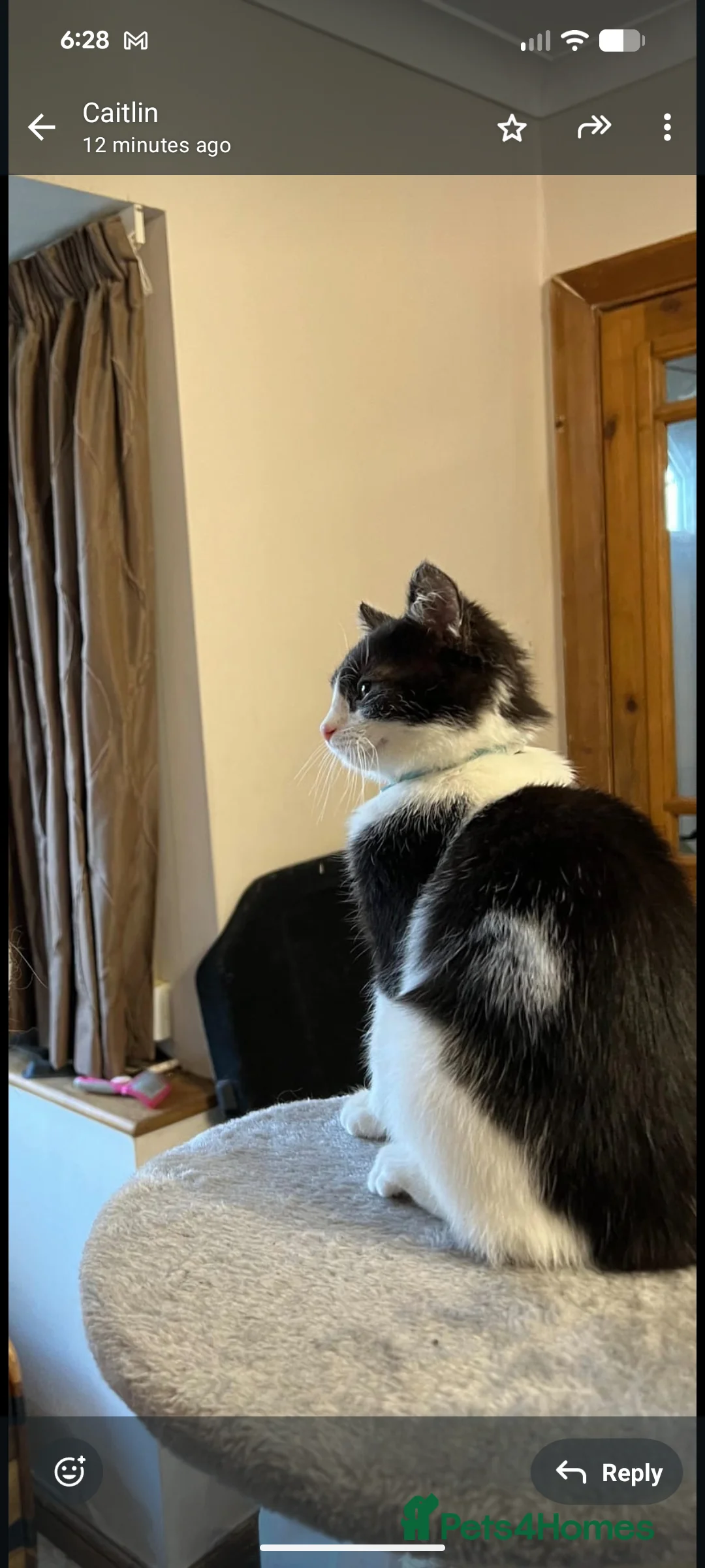 Mixed Breed cats for sale: Lovely black and white cat - Advert 3