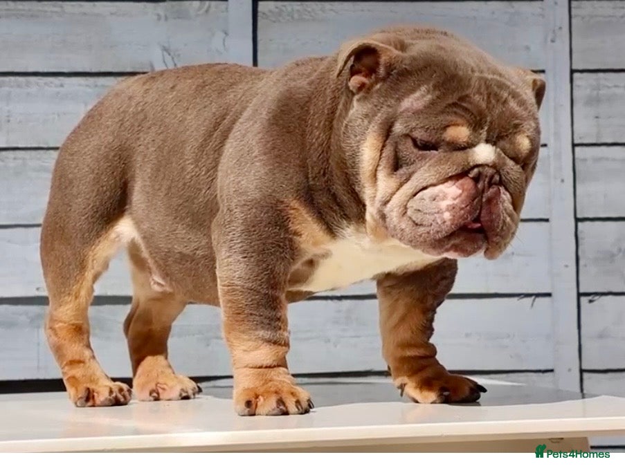 English Bulldog dogs for stud:  City’s Tiney true miniature English bulldog  - Advert 1