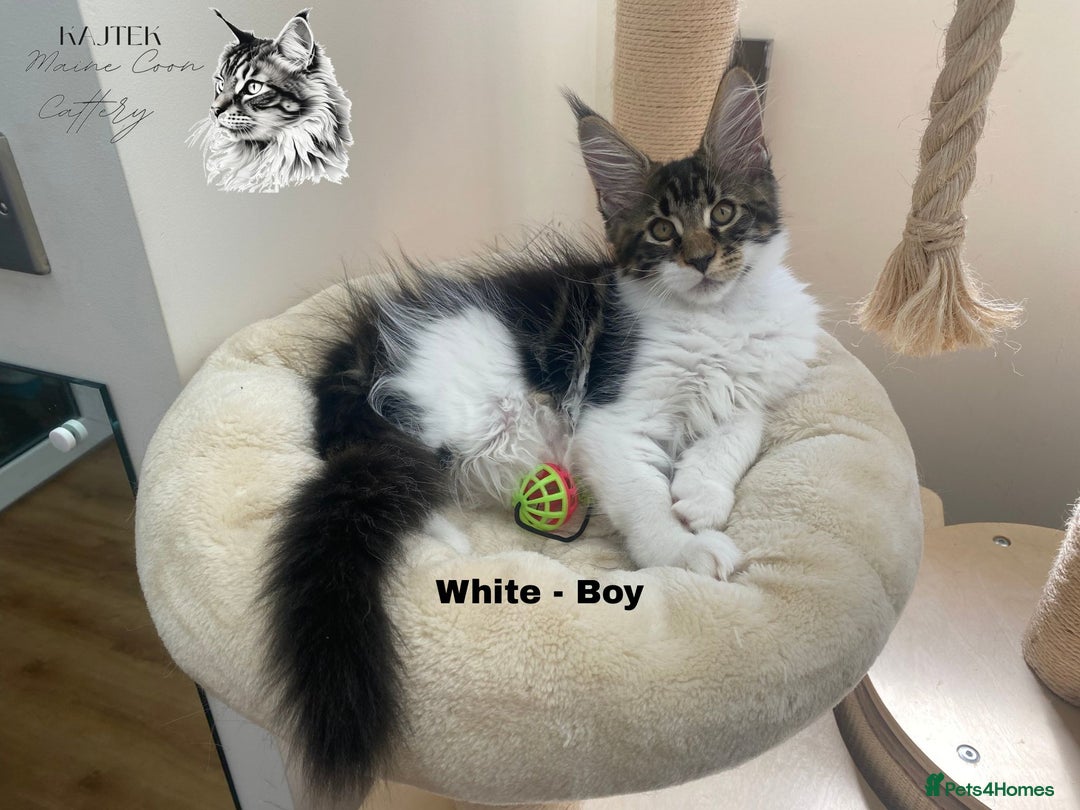 Maine Coon cats for sale: Russian lane fluffy XXL Maine Coons - Image 2