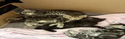 Mixed Breed cats for sale: 4 beautiful tabby / bengal cross - Advert 1