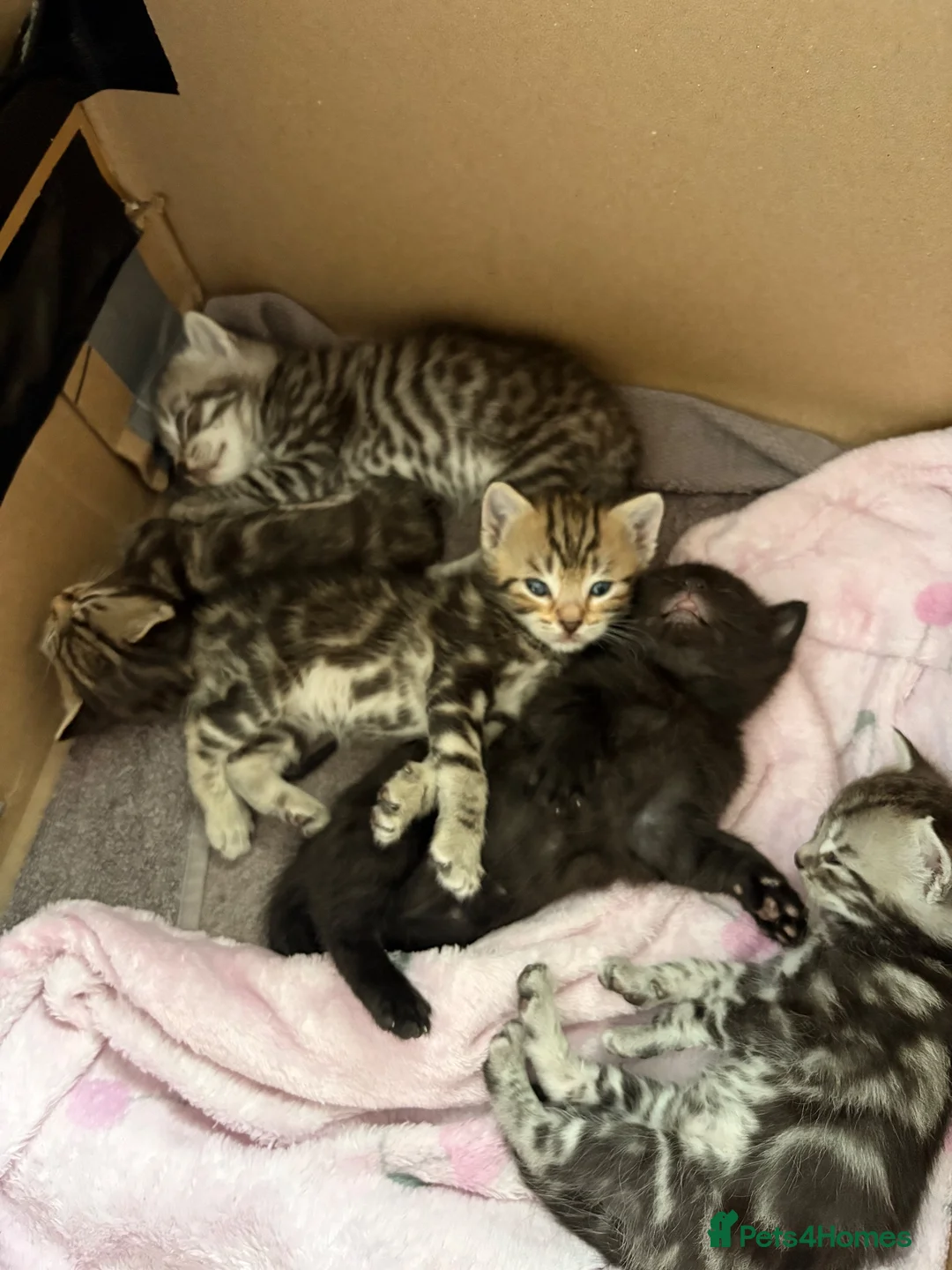Mixed Breed cats for sale: 4 beautiful tabby / bengal cross - Advert 1