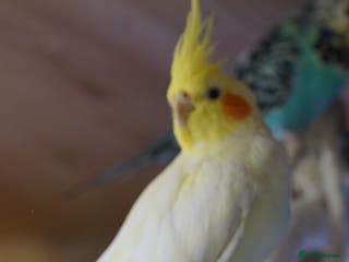 Cockatiels birds Cockatiels Mixed Genders - Advert 1