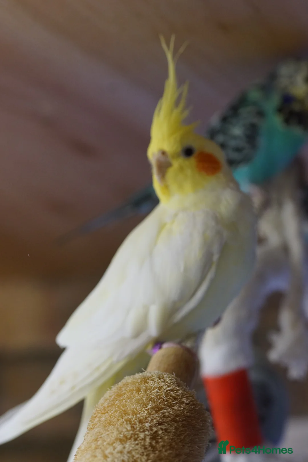 Cockatiels birds for sale: Cockatiels Mixed Genders  - Advert 1