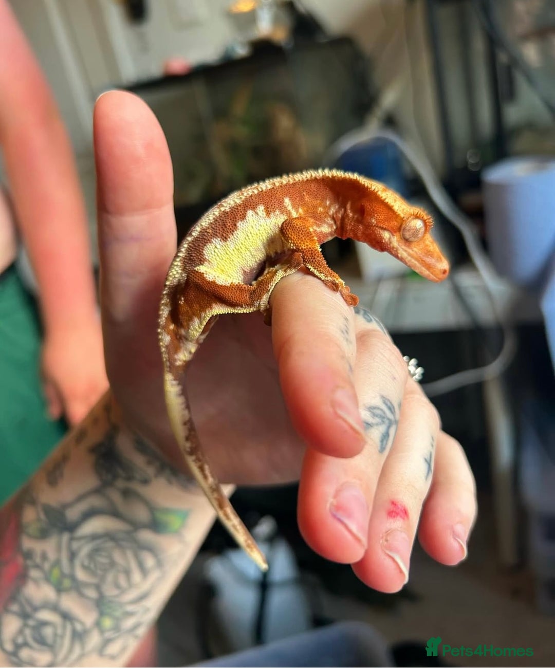 Gecko reptiles for sale: Female Red Lily White crested gecko - Advert 1