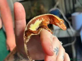 Gecko reptiles Female Red Lily White crested gecko - Advert 13