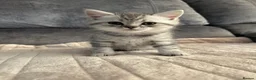 British Shorthair cats for sale: Gorgeous British Shorthair Silver Tabby Kittens - Advert 8