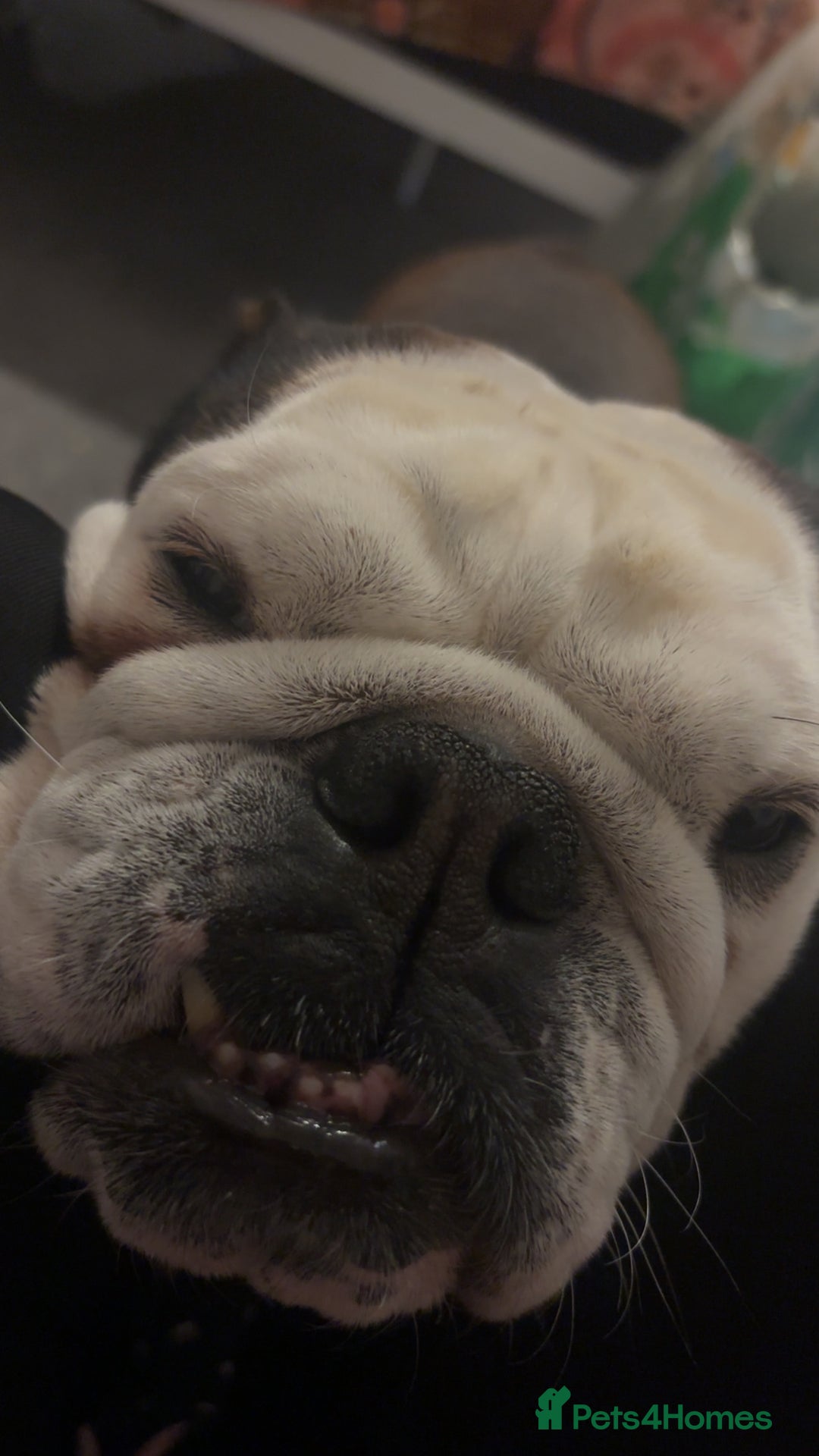 English Bulldog dogs for sale: English bulldog bitch  - Advert 5