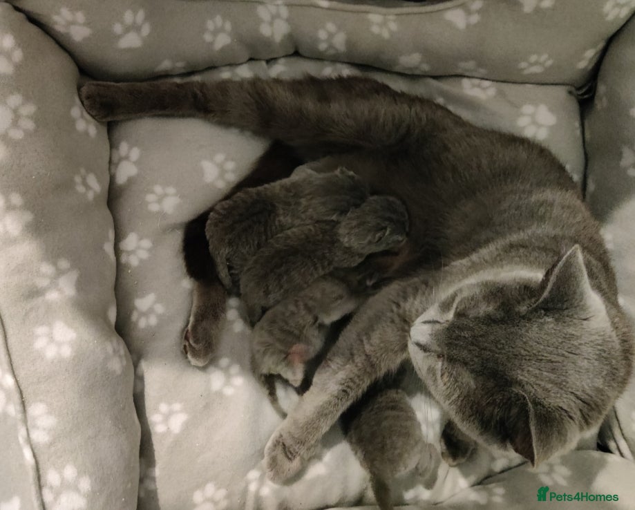 Russian Blue Kitten 3