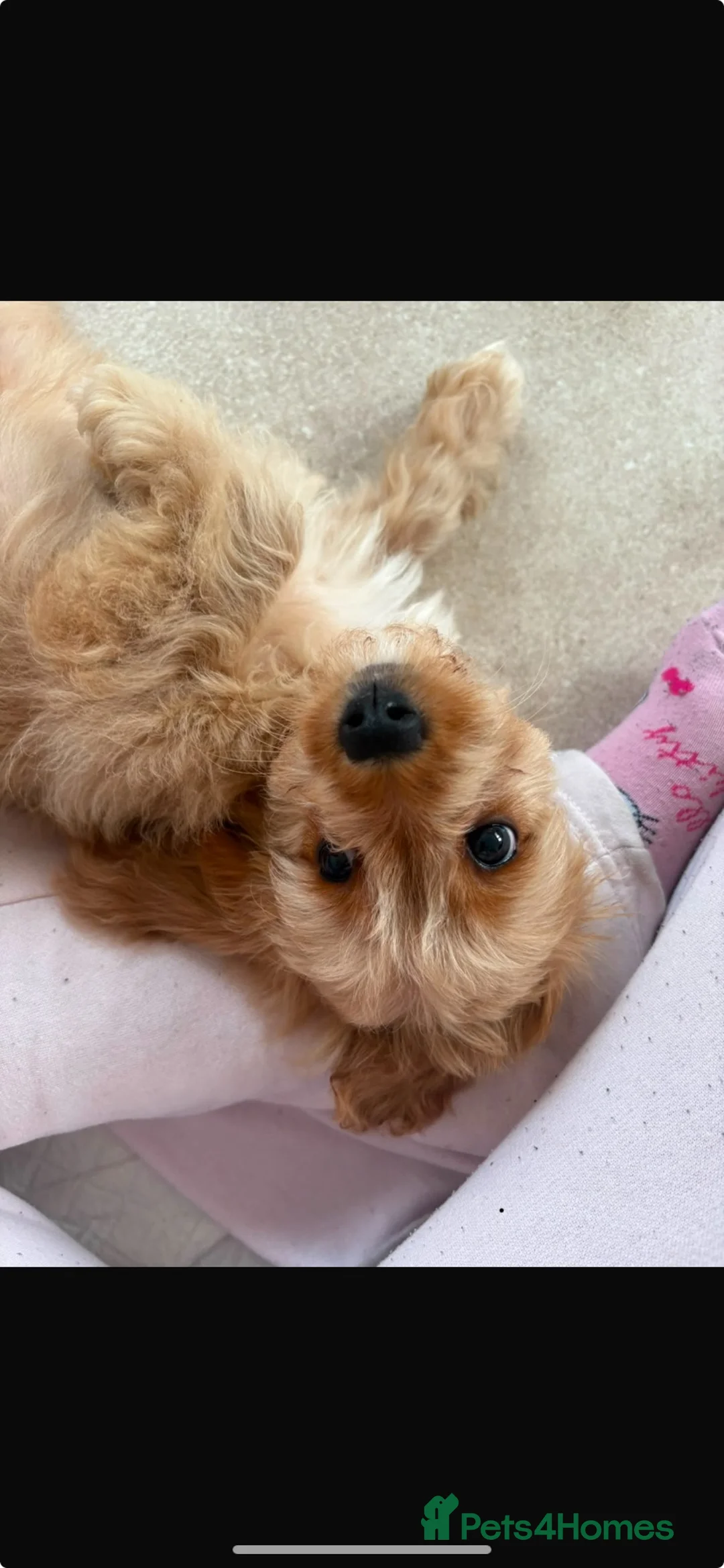 Cavapoo dogs for sale: Cavapoo  - Advert 1