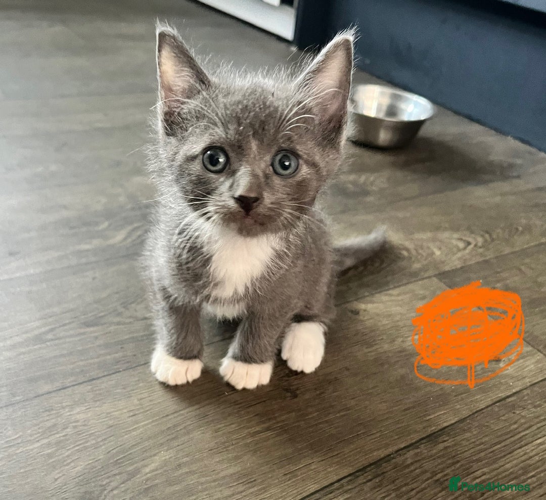 Ragdoll cats for sale: LAST 2 Ragdoll mix kittens - Image 3