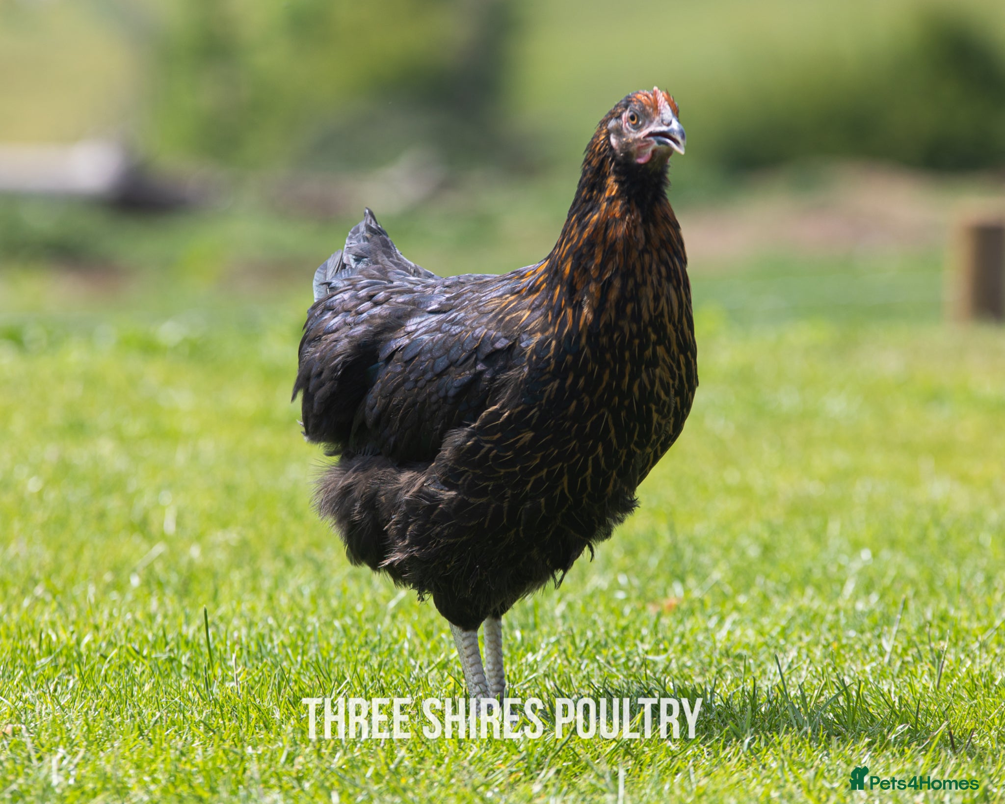 Chickens poultry Rhode Rock point of lay chickens - Advert 1