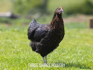 Chickens poultry for sale: Rhode Rock point of lay chickens - Advert 1