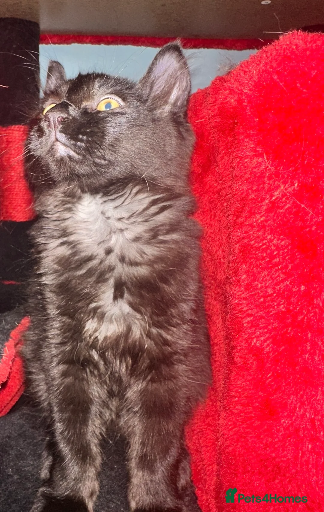 Mixed Breed cats for sale: Price lowered for handsome boy  - Advert 2