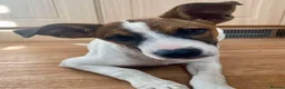Mixed Breed dogs for adoption: Lovely Oscar! in Barnstaple - Advert 3