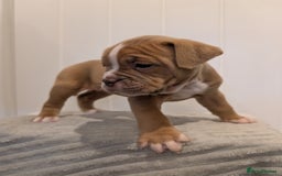 Old Tyme Bulldog dogs for sale: Kyro & Lyla Litter Old Tyme Old English Bullgdog - Image 7