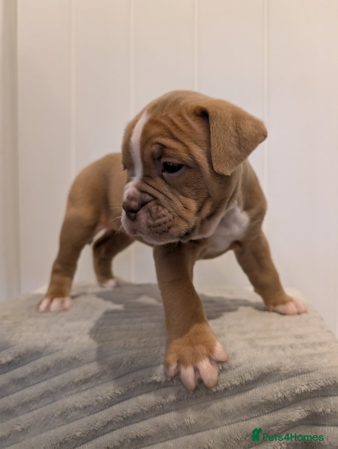 Old Tyme Bulldog dogs for sale: Kyro & Lyla Litter Old Tyme Old English Bullgdog - Image 7