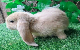French Lop rabbits for sale: PURE Giant French Lops - Vaccinated - RESERVE - Image 4