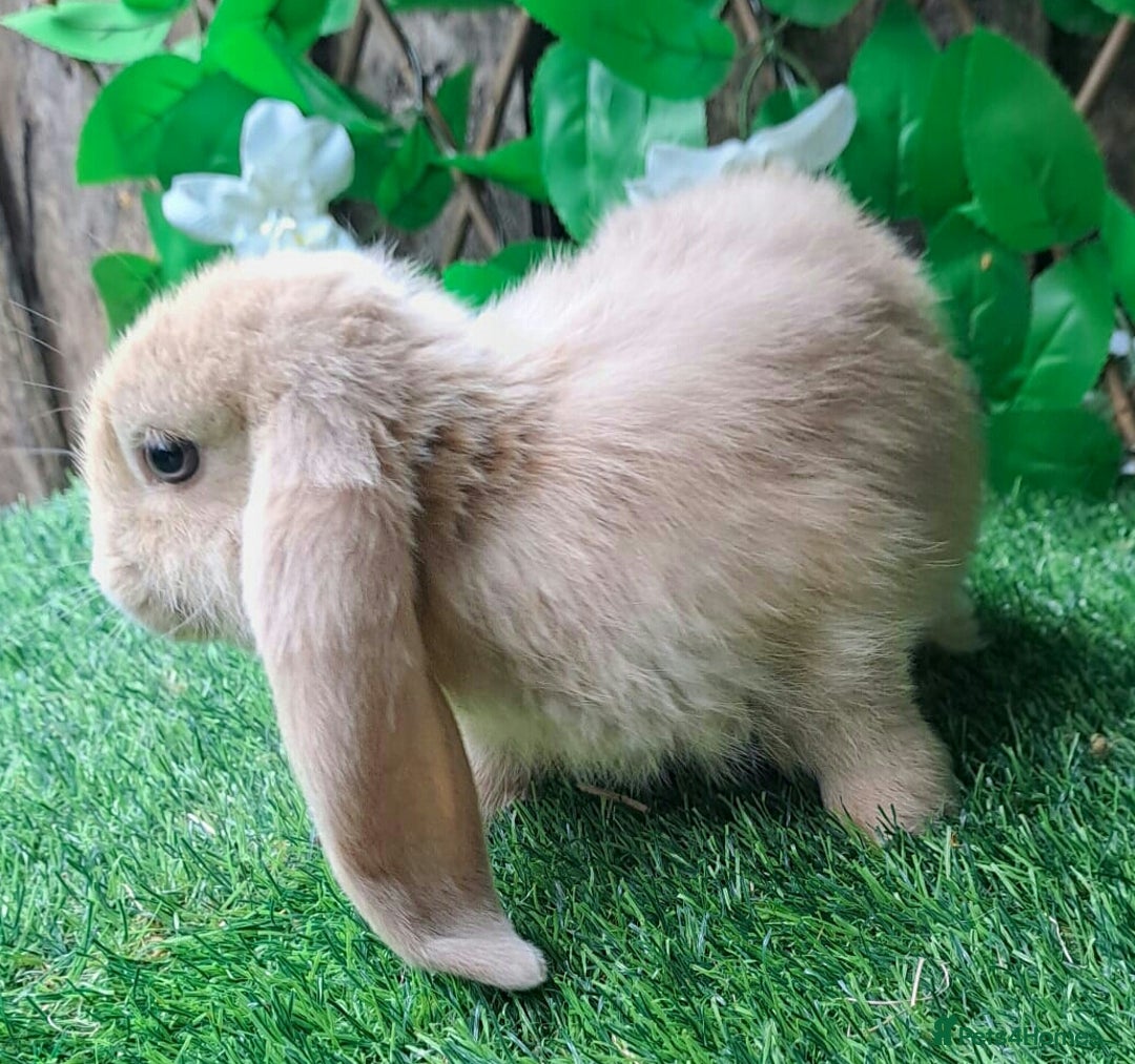 French Lop rabbits for sale: PURE Giant French Lops - Vaccinated - RESERVE - Image 4