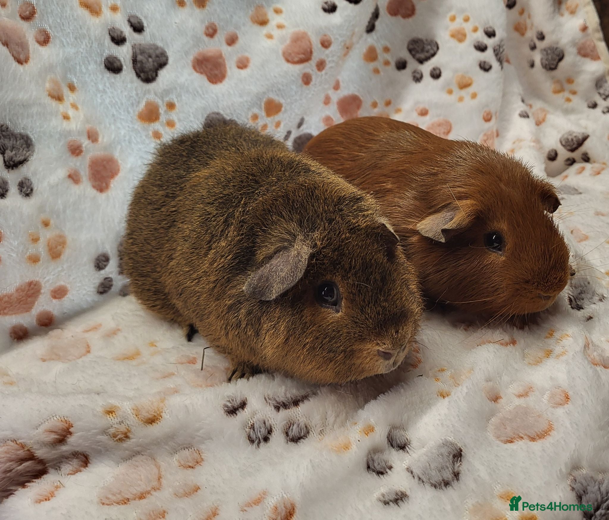 Guinea Pig rodents Bonded Boys - Advert 1