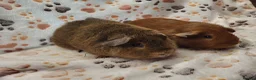 Guinea Pig rodents for sale: Bonded Boys - Advert 1