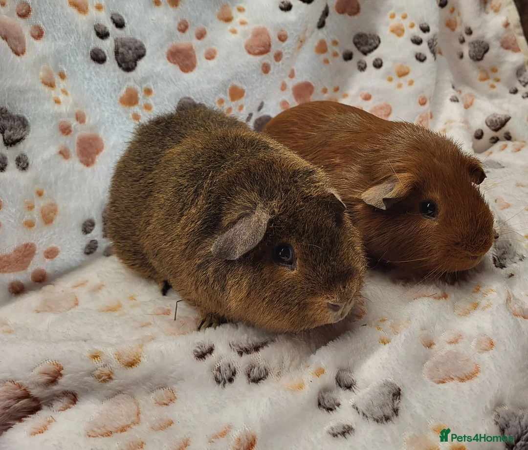 Guinea Pig rodents for sale: Bonded Boys - Advert 1