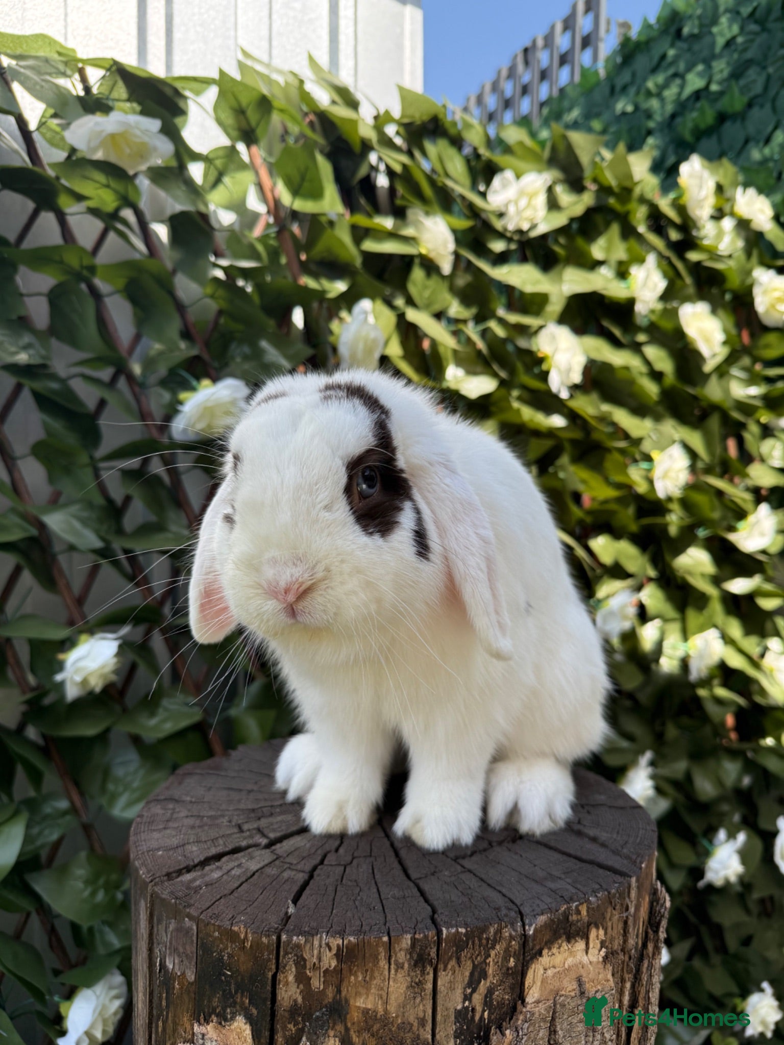 Mini Lop rabbits Male Mini Lop - Advert 4