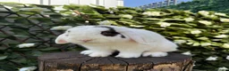 Mini Lop rabbits for sale: Male Mini Lop - Advert 1