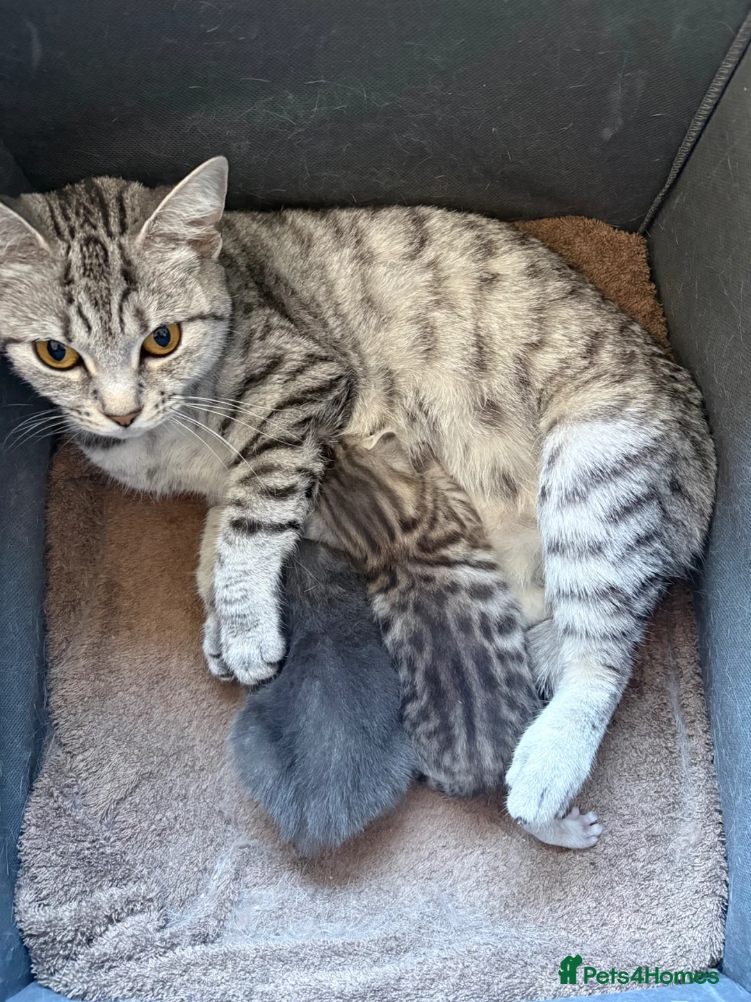 Bengal cats for sale: Silver Bengal - Advert 1