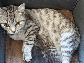 Bengal cats Silver Bengal - Advert 1