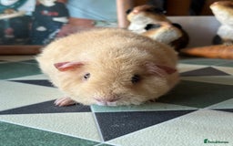 Guinea Pig rodents for sale: 2 female baby sows - Image 2
