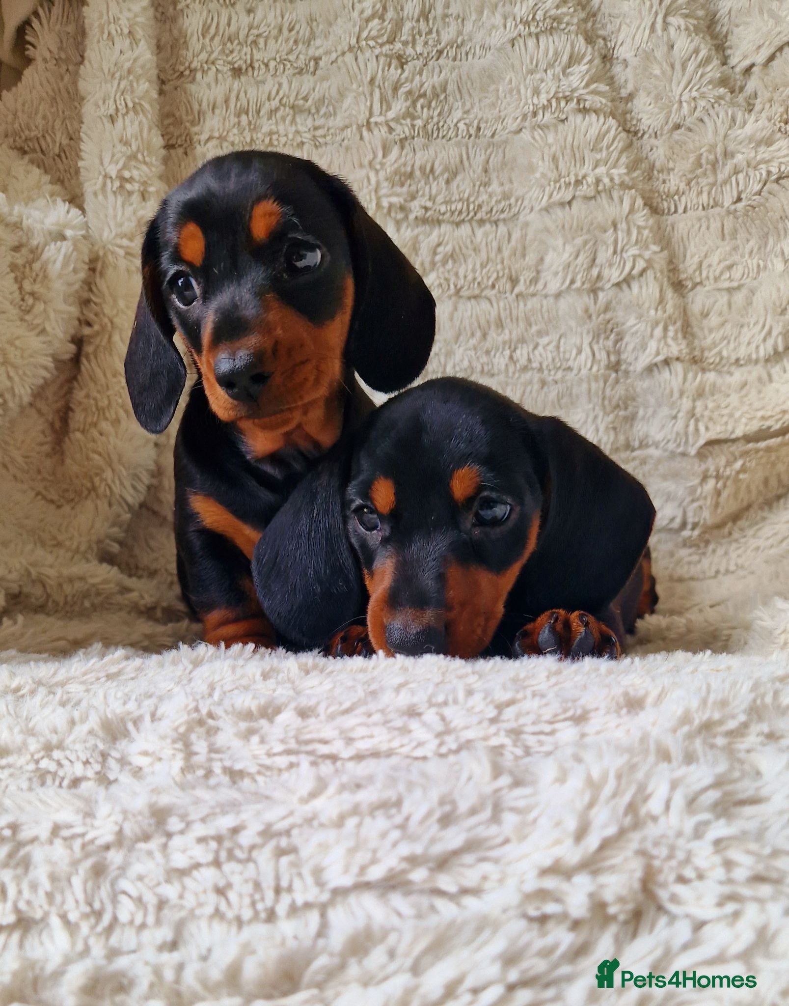 Miniature Dachshund dogs Champion RUS and UK Mini Smooth-Haired Dachshund  - Advert 2