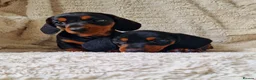 Miniature Dachshund dogs for sale: Champion UK & RUSSIAN Mini Smooth Dachshund  - Advert 6