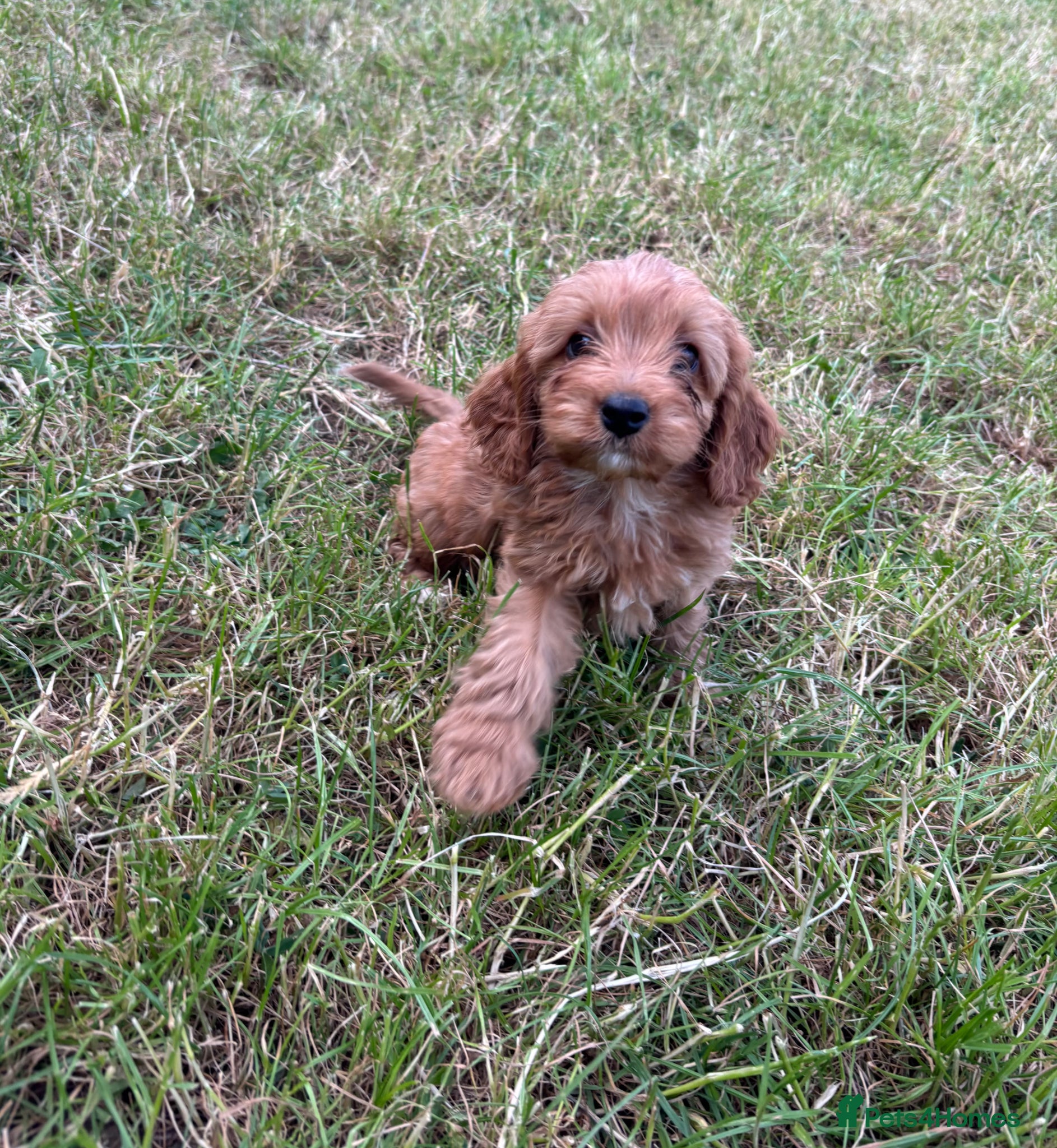 Cavapoo dogs for sale: Beautiful red girls and boys available  in Sittingbourne - Advert 10