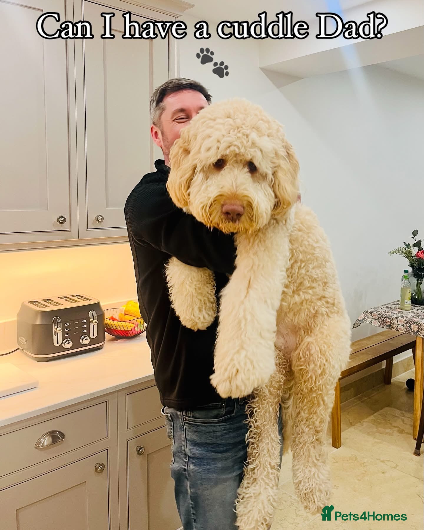 Labradoodle dogs LAST 4 LARGE PREMIUM MULTIGEN DOUBLE DOODLES 🐾🐾 - Advert 15