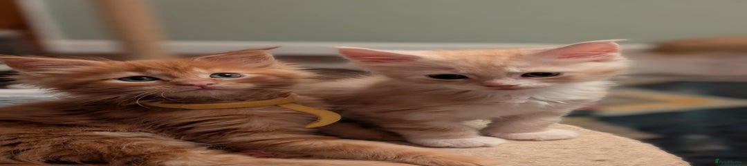 Toner