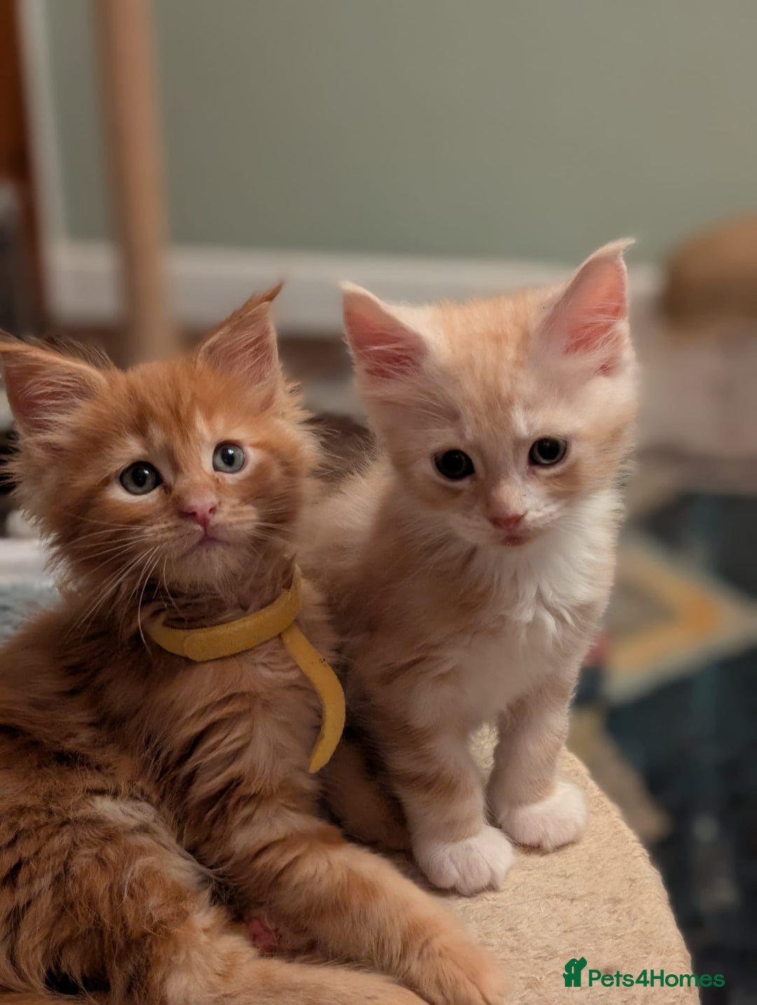 Maine Coon cats for sale: Maine coon babies  - Image 24