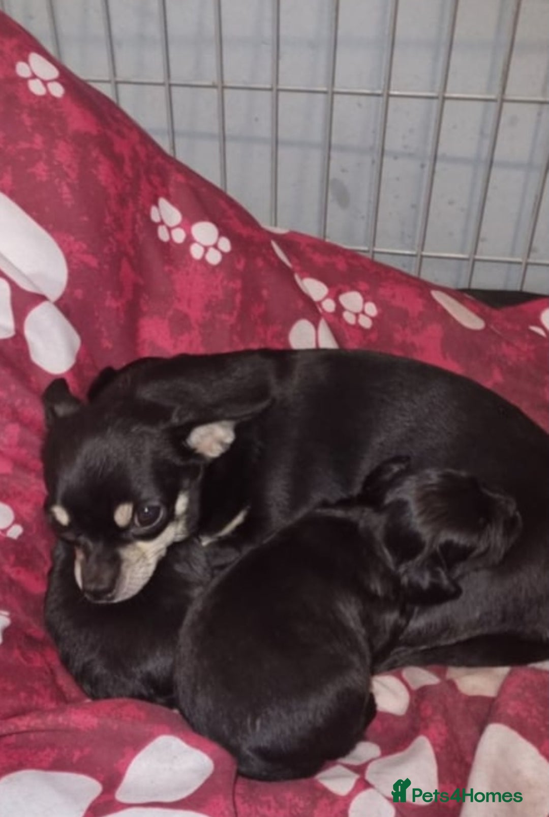 Mixed Breed dogs for sale: Chav-chi  - Image 3