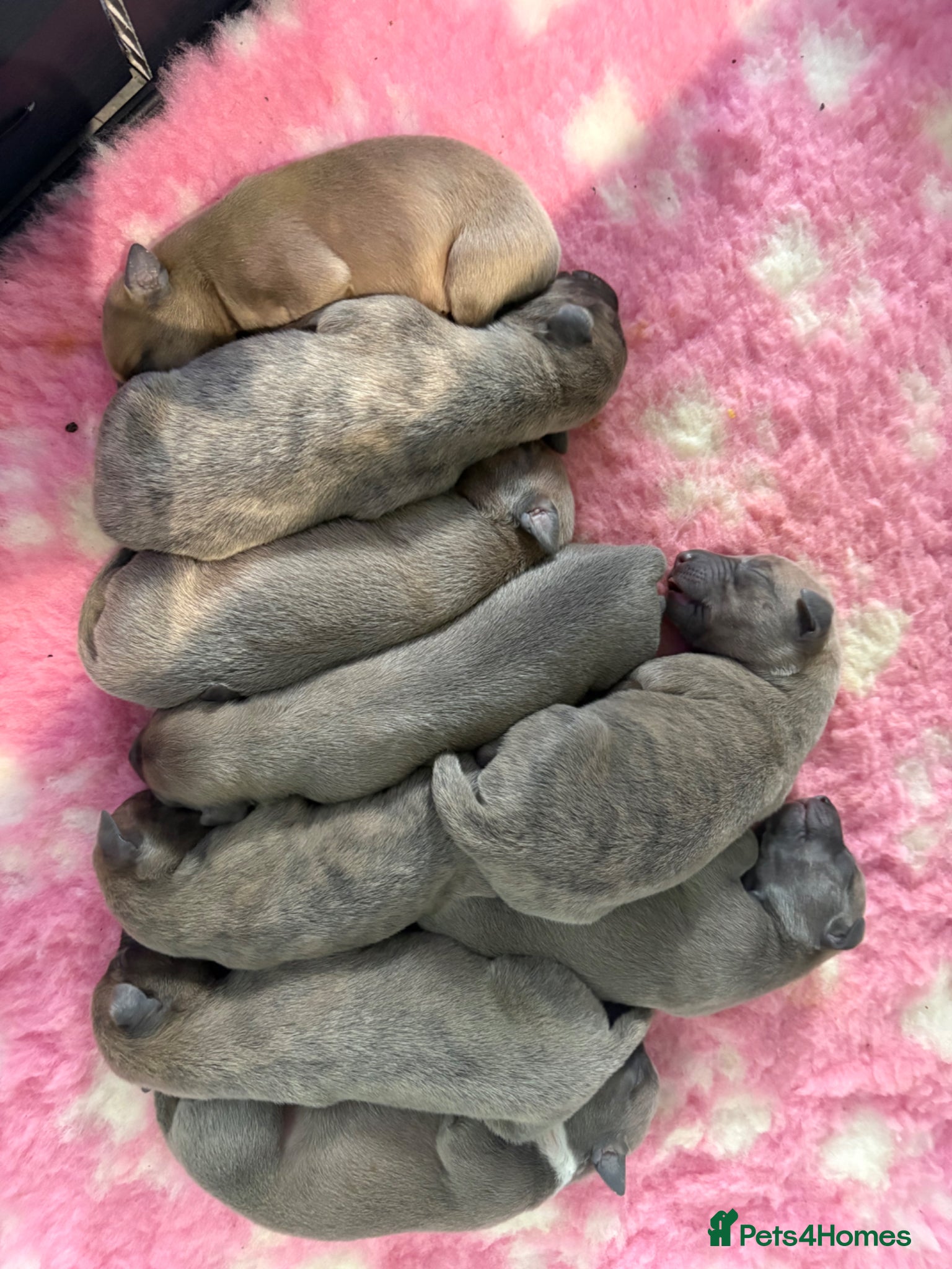 Whippet dogs Beautiful Blue brindle whippets for sale  - Advert 16
