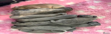 Whippet Puppy 9