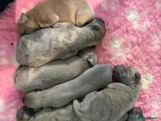 Whippet dogs Beautiful Blue brindle whippets for sale - Advert 16