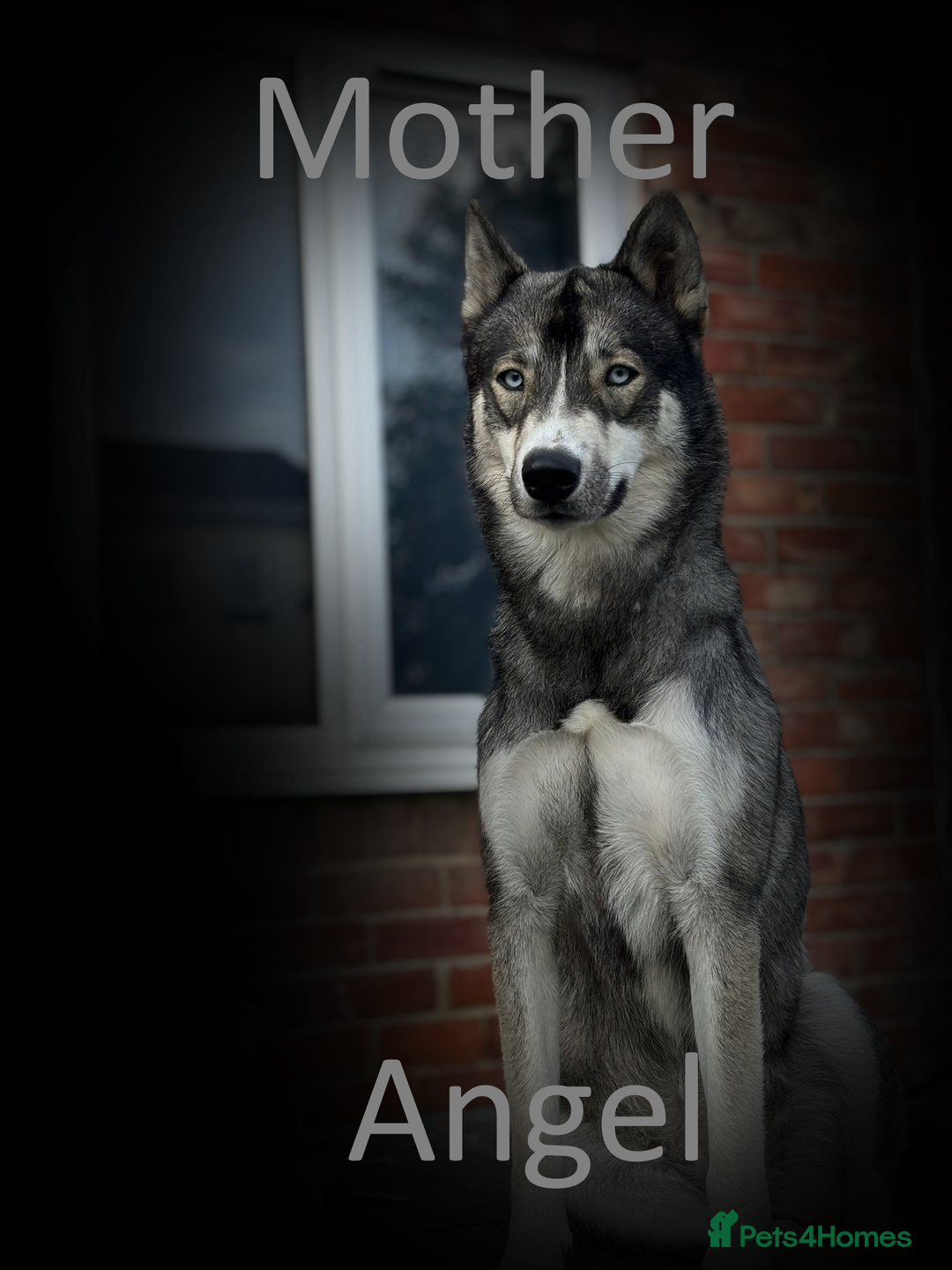 Shepsky dogs for sale: Siberian husky hybrid pups - Image 24
