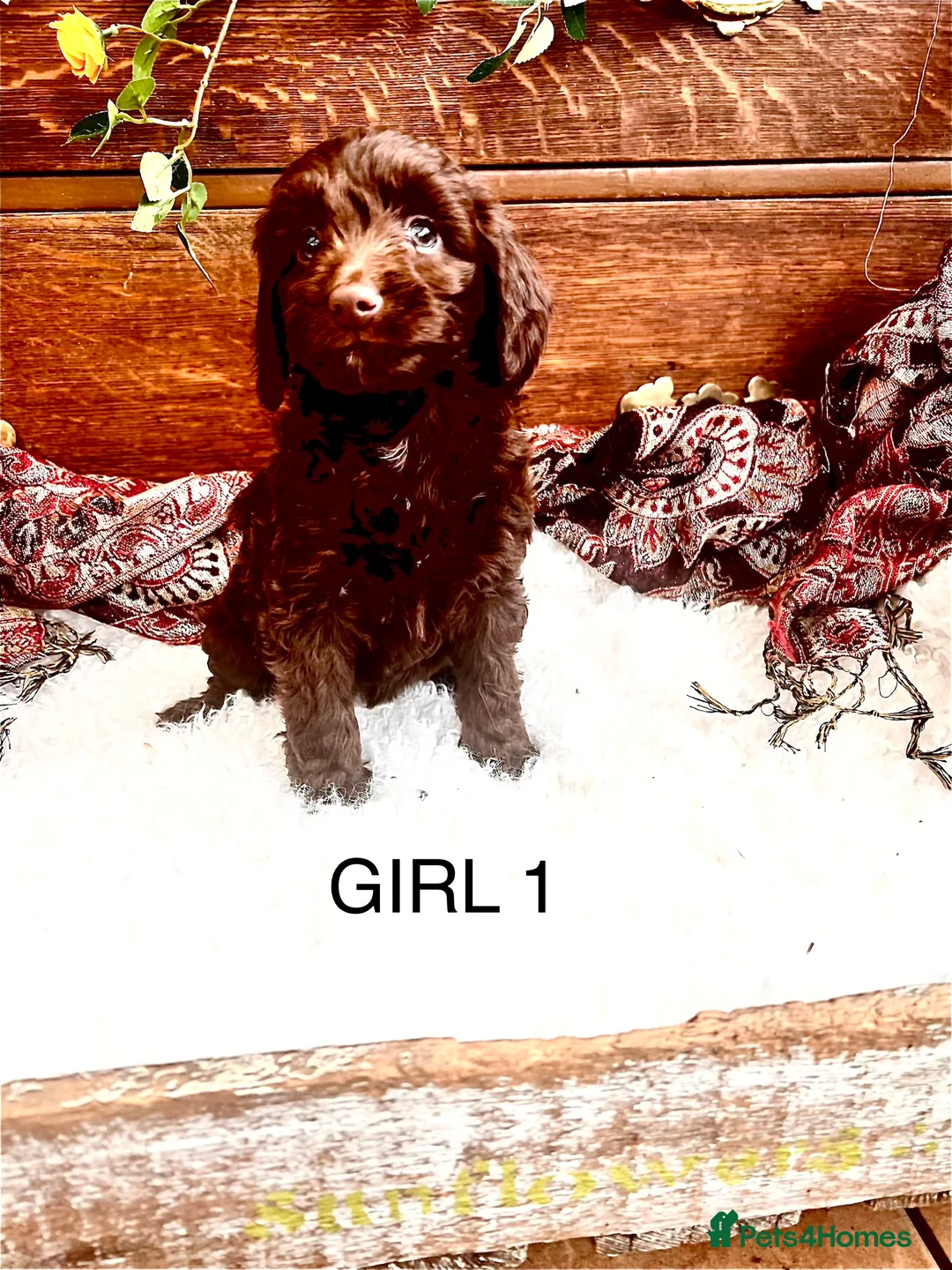 Sproodle dogs for sale: Chocolate Sproodle Puppies rare Merle  - Advert 28