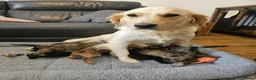 Goldendoodle dogs for sale: GOLDENDOODLES - Advert 2