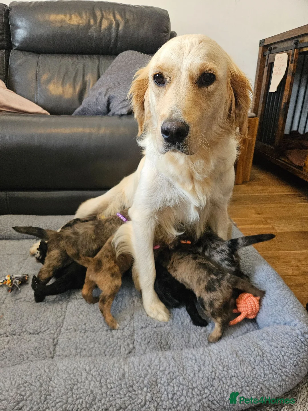 Goldendoodle dogs for sale: GOLDENDOODLES - Advert 2