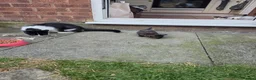 Mixed Breed cats for sale: 4 Adorable Kittens for Sale 🐱 - Advert 5