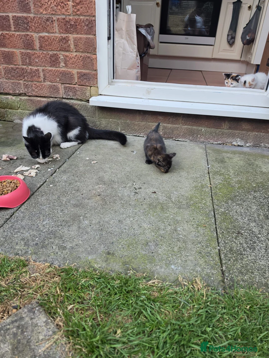 Mixed Breed cats for sale: 4 Adorable Kittens for Sale 🐱 - Advert 5