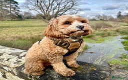 Cavapoo dogs for sale: F1 waiting list open. Heart/eye tested parents - Image 8