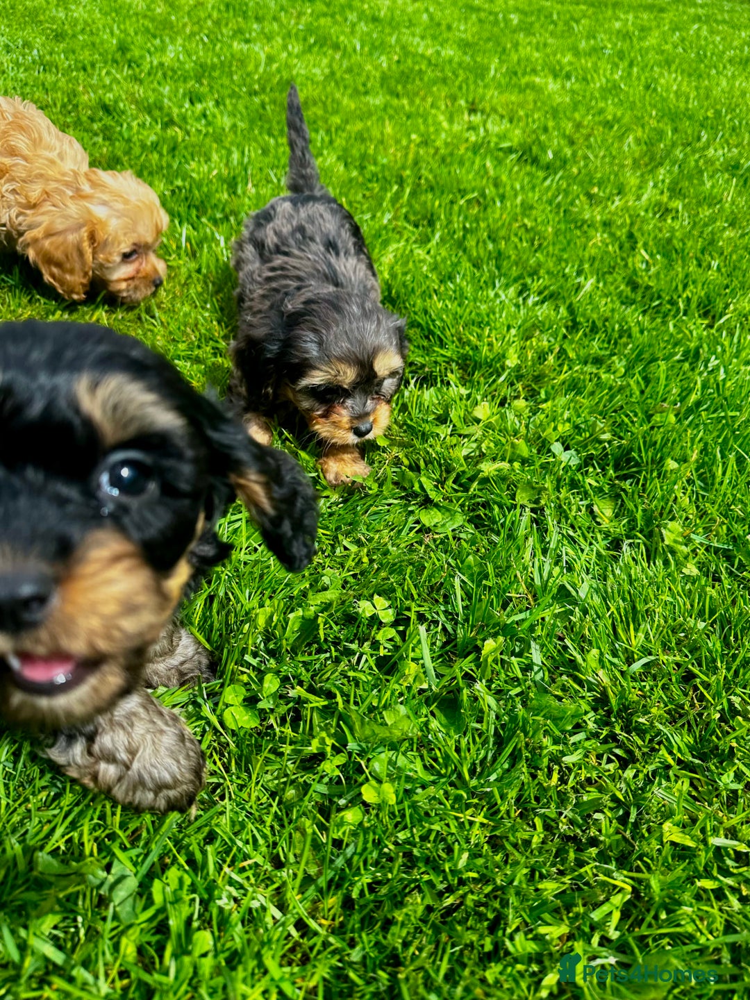 Cavapoo dogs for sale: Top Class Cavapoo pups  - Image 5