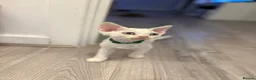 Devon Rex cats for sale: Ready to go ❤️devon rex female available 😻❤️ - Advert 7